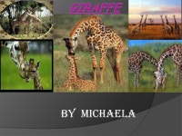 By Michaela. Description of animal  The name of my animal is a giraffe. Giraffes are the tallest mammals in the world. Giraffes... 