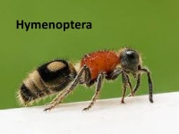 Allergy, Anaphylaxis & Immune Reactions Christine Kennedy & Katharine Smart. -  ppt download
