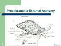 Gastropods 1 Phylum Mollusca Class Gastropoda. Gastropods 2 Class Gastropoda Defining characteristics – Visceral mass and... 