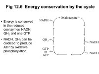 Prentice Hall c2002Chapter 121 Chapter 12 - The Citric Acid Cycle The citric acid cycle is involved in the aerobic catabolism of... 