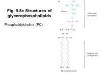 Prentice Hall c2002Chapter 91 Chapter 9 - Lipids and Membranes Lipids are essential components of all living organisms Lipids are... 