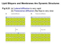 Prentice Hall c2002Chapter 91 Chapter 9 - Lipids and Membranes Lipids are essential components of all living organisms Lipids are... 