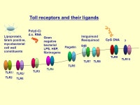 Studies of Chronic Aspiration GERD Associated Asthma. -  ppt download