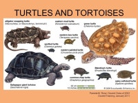 TURTLES AND TORTOISES Pamela M. Rose, Docent Class of 2002 Docent Training, January ppt download