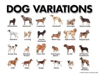 Evolution Theory History and Problems, Examples of Bias and Fraud in the Theory. -  ppt download