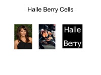 The visual system IV The visual cortices. The primary visual pathway From perret-optic.ch. -  ppt download