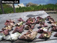 17 cm 6 mm Kellet’s whelk, Kelletia kelletii Habitat: Rocky reef/kelp forests. Partial migration offshore during winter?... 