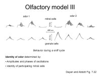 Levels in Computational Neuroscience Reasonably good understanding (for our purposes!) Poor understanding Poorer understanding... 