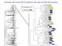 Deep ESTs (+/-) genome sequence Primary focus of NSF project Generation Challenge Program INDO-US Agricultural Knowledge... 
