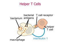 The Nature of Disease Pathogenic OrganismsPathogenic Organisms Genetic DisordersGenetic Disorders Toxic ChemicalsToxic Chemicals... 