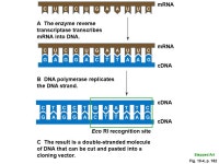 Biotechnology Chapter 10. Golden Rice  Rice plants with added genes make and store beta carotene. -  ppt download