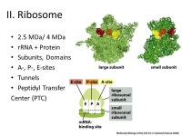 Insights into Protein Biosynthesis Entropic Origin of Catalytic Power? Department of Chemistry Senior Seminar April 2, 2009 Luigi... 