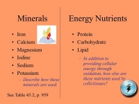 Learning Objectives: Animal Nutrition 2/18/08 Describe the categories of dietary requirements for adequate nutrition in animals.... 