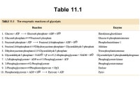 Prentice Hall c2002Chapter 101 Metabolism Is the Sum of Cellular Reactions Metabolism - the entire network of chemical reactions... 