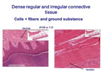 Connective Tissue Slide and Image Orientations Sun-Kee Kim, Ph.D. -  ppt download