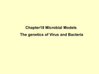 Chapter18 Microbial Models The genetics of Virus and Bacteria. -  ppt download