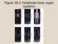 Johnson Jonathan B. Losos Chapter 28 The Animal Body and How It Moves Copyright © The McGraw-Hill Companies, Inc. -  ppt download