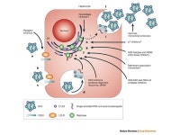 Blood Borne Viruses Hepatitis C Overview Phlebotomists Association of Ireland Dr Ciaran Bannan Research Fellow St James’s... 