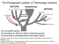 MCB 5472 Student Projects Databanks, Blast possibly unix Perl J. Peter Gogarten Office: BPB 404 phone: , -  ppt download