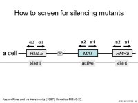 MCB /27/06 1 E. coli = E. lephant ? F. Jacob J. Monod A. Pardee D. Hawthorne H. Douglas Y. Oshima ppt download