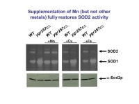 SODs and their metallochaperones in mitochondrial antioxidant defense. -  ppt download