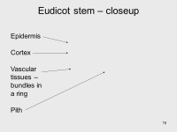 1 Image – the Angel Oak Lecture #4 – Plant Structure, Growth And Development. -  ppt download