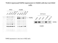 H1299 Vector H1648 TUSC2 TUSC2 -ER 2.3 uM ER H1299 Vector TUSC2... 3 uM ER H1299 Vector H1648 TUSC2 TUSC2 -ER 2.3 uM ER H1299... 
