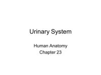 Urinary System Human Anatomy Chapter 23. I. Kidneys The kidneys perform the following functions: excretion of urea (from amino... 