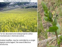 What’s wrong with planting non-native plants in an urban setting? Why do ecologists argue for native landscaping? -  ppt download