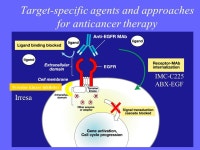 Expression of EGFR, ERRB2, and KIT in Adult Soft Tissue Sarcomas: A Clinicopathological Study of 281 Cases Takuro Wada, O Sato, A... 