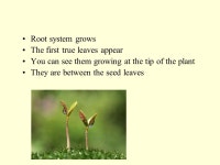 The Life Cycle Of a Plant It all starts with a SEED. Inside each seed is a tiny plant. The new plant is surrounded by a supply of... 