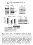 Exogenous B56γ3 WT F395C WT F395C IgG Vinc Endogenous B56γ2,3 HA-IPInput Figure S1 HA-B56γ3 is unable to interact with... 