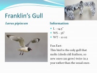 Eared Grebe Podiceps nigricollis Information L – 13” WS – 16” WT – 11 oz Fun Fact: This bird loses so much muscle mass... 