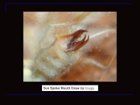 Photo Credit: Photograph by Chris Newbert/Minden Pictures Unit 19 Invertebrate Animals. -  ppt download