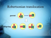 Single gene disorder pedigree proband: affected individual that initially comes to light kindred: relatives outside of the... 