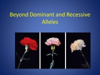 Warm Up In pea plants round seeds (R) are dominant to wrinkled seeds (r) and yellow seed color (Y) is dominant to green seed... 