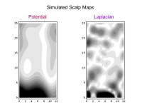 Brain Rhythms, Anatomy, and the Emergence of Consciousness: Why Hearts Don’t Love and Brains Don’t Pump Memphis Workshop.... 