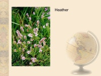 World Biomes Temperate deciduous forest. Climate Well-defined seasons with a distinct winter characterize this forest biome.... 