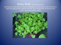 Welcome to these calm gardens in the heart of Coquitlam, BC This is an introduction to container gardening medicinal herbs.... 