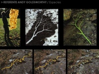 > FLORA Y FAUNA/ Cobertura Parque Nacional Radal Siete Tasas. -  ppt download