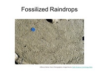 Paleontology Trace Fossils. Worm Burrow Fossils © Michael Collier, Image Source: Earth Science World Image BankEarth Science... 