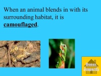 SOL Weather Jeopardy InstrumentsStormsAnimalsConditions ppt download