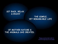 SIT BACK, RELAX & ENJOY THE SIMPLE, YET REMARKABLE LIFE OF MOTHER NATURE & THE ANIMALS SHE CREATED. Please use the enter button... 