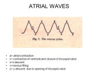 FOETAL CIRCULATION. CIRCULATION AFTER BIRTH EMBRYOLOGY Embryologically, the septum primum separates the two atria first, moving... 