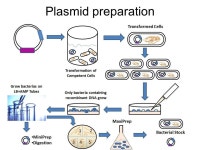 Molecular Biology II Molecular cloning and mouse knockout principles. -  ppt download