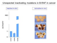 RAF signalling in cancer: Biology and therapeutic opportunities. -  ppt download
