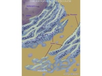 The Cell. -  ppt video online download