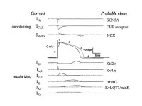 Potential Application of Computational Cellular Biology for Cardiac Antiarrhythmic Drug Discovery Ruey J. Sung, MD, FAHA,FHRS... 