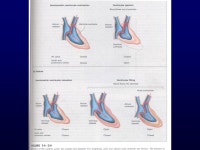 CHAPTER 4 CIRCULATION Professor Pan Jing-yun Department of Physiology. -  ppt download