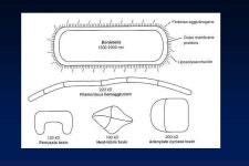 MISCELLANEOUS GRAM-NEGATIVE BACILLI BordetellaWhooping cough FranciscellaTularemia BrucellaBrucellosis LegionellaLegionellosis.... 